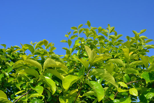 Blue sky and persimmon leaves