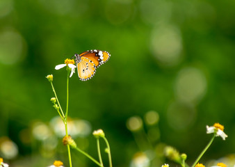 Butterfly with flowers