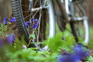 A bicycle is standing by a tree in the forest
