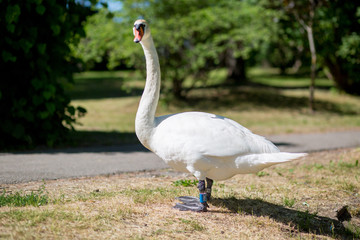 White Swan near lake