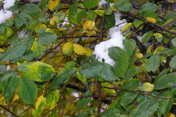 Первый снег 