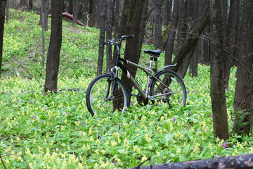 A bicycle is standing by a tree in the forest