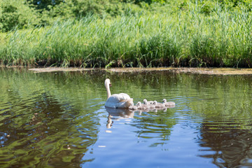 Fototapeta na wymiar White Swan near lake