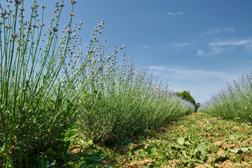 Lavender in a garden