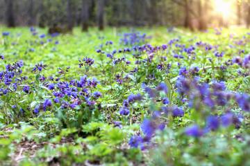 Spring flowers Lungwort. Primroses in spring forest.