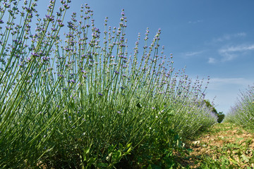 Lavender in a garden
