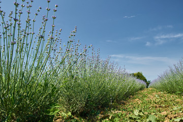 Lavender in a garden