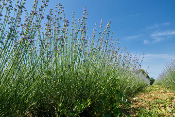 Lavender in a garden