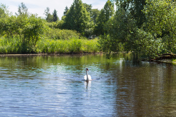 Naklejka na ściany i meble White Swan near lake
