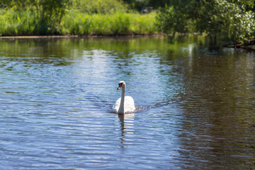 White Swan near lake