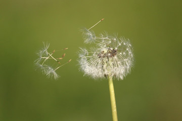 Dandelion seeds are carried by the wind