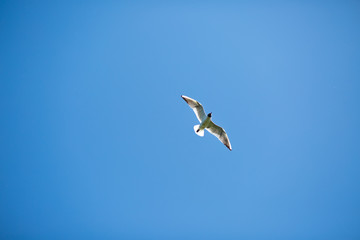White Swan near lake