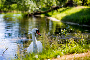 White Swan near lake