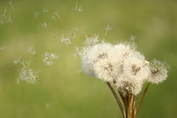 Dandelions seeds are carried by the wind