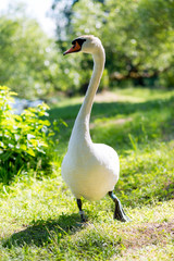 Obraz premium White Swan near lake