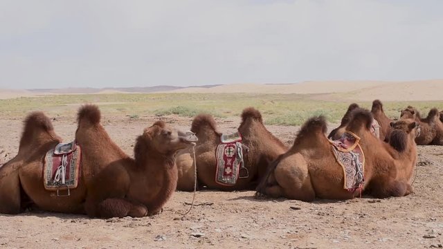 A herd of saddled camels rest down in the Gobi desert in Mongolia