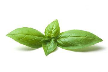 closeup of basil leaves on white background