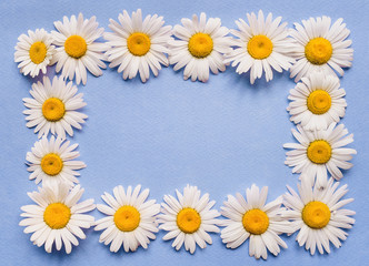 Fototapeta premium Natural herbal frame. Chamomile flowers on blue paper background. Copy space, top view.