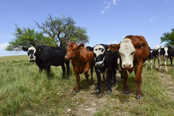 Naklejka na ściany i meble Steers fed on pasture, La Pampa, Argentina