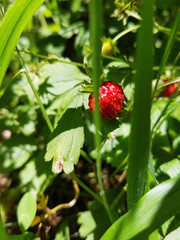 Hidden Wild Strawberry