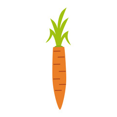 Fresh carrot vegetable vector illustration graphic design