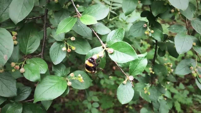 Bee bumblebee flying and flower in slow motion