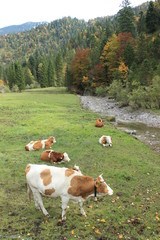 Fototapeta na wymiar meadow with cow