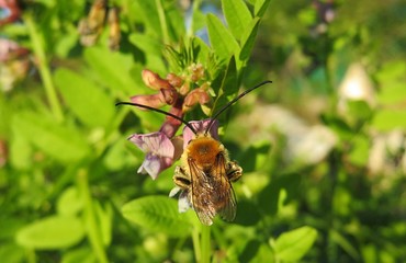 Horned bee on vicia sepium flower in the meadow, closeup