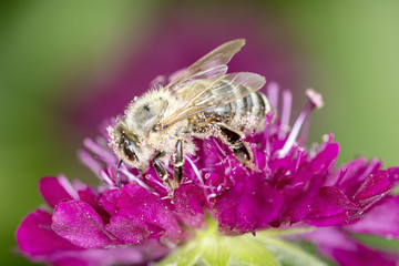 Bee pollinates a flower
