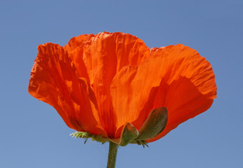 close up of red poppy against blue sky