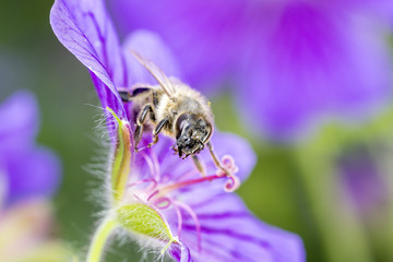 Bee with Geranium x magnificum - Best Hardy Geranium