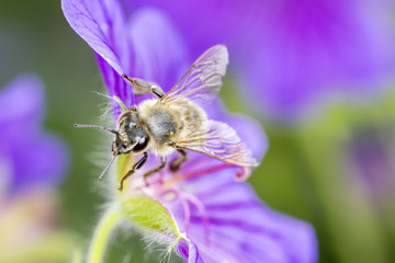 Bee with Geranium x magnificum - Best Hardy Geranium