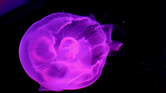 Pink color jelly fish swimming in aquarium against black background.It changes direction of movement and turns around