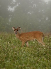 male deer in the morning fog