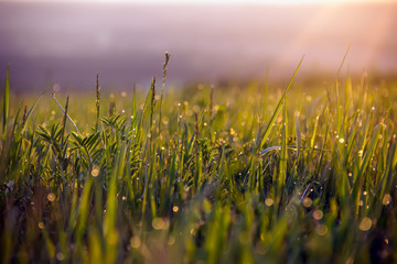 Meadow grass on sunrise