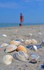 Fototapeta na wymiar Sea and seashells. A lot of empty shells on the beach, close-up view.