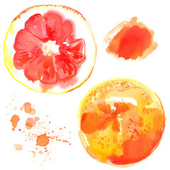 Grapefruit painted with watercolors on white background
