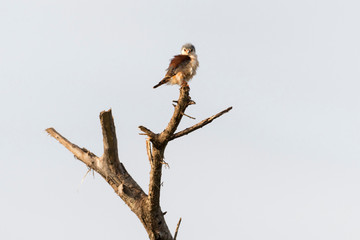 Pigmy falcon (Poliohierax semitorquatus), Tsavo, Coast, Kenya