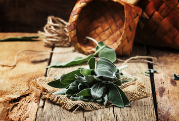 Fresh Sage, rustic style, vintage wood background, selective focus