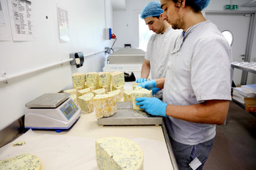 Cheese makers cutting blocks of blue stilton to package and send off to wholesalers