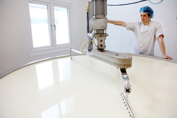Cheese maker slicing the curds in the vat