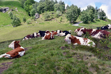 Fototapeta na wymiar La mandria di mucche si riposa sull'erba del pascolo alpino