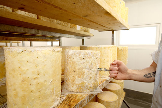 Cheese maker inspecting stilton cheese wheel by using a corer to check blue mould forming inside, close up of hand