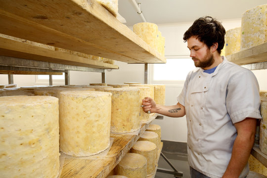 Cheese maker inspecting stilton cheese wheel by using a corer to check blue mould forming inside