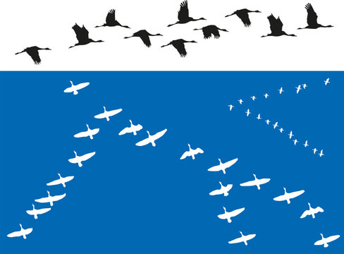 Oiseaux - Vols de migrateurs
