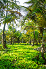 Obraz premium beautiful view on green grass inbetween of palmtrees | Tayrona National Park, Colombia