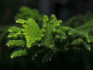 morning dew on the branch