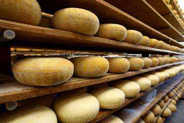 Ageing room where hard cheeses are stored to mature