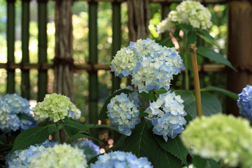 鎌倉のあじさい