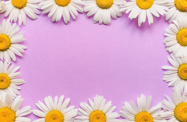 Obraz premium Natural herbal frame. White chamomile flowers on pink, purple paper background. Copy space, top view, violet.